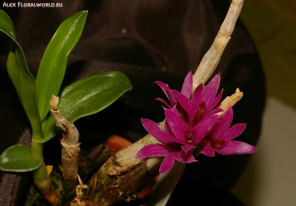 Dendrobium bracteosum (dwarf)
Ключевые слова: Dendrobium bracteosum (dwarf)