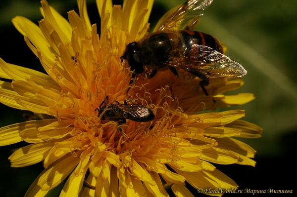 Встреча на одуванчике
Ключевые слова: фото одуванчик пчелка журжчалка