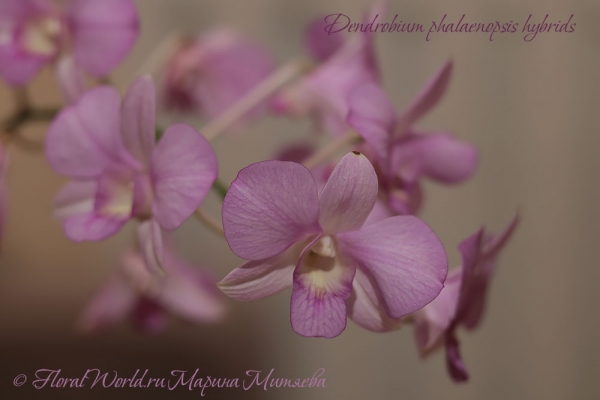 Dendrobium phalaenopsis hybrids
Ключевые слова: Dendrobium phalaenopsis hybrids