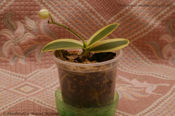 Phalaenopsis amabilis variegatet leaf
Ключевые слова: Phalaenopsis amabilis variegatet leaf