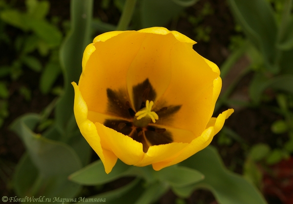 Желтый тюльпан
Ключевые слова: тюльпан весна