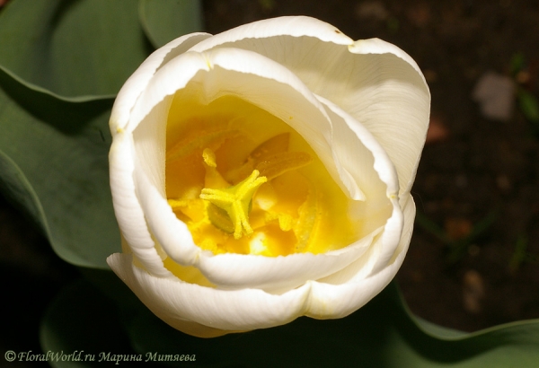 Белый тюльпан
Ключевые слова: тюльпан весна