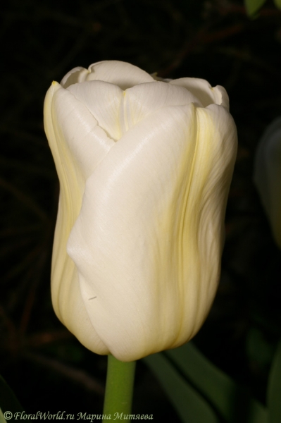 Белый тюльпан
Ключевые слова: тюльпан весна