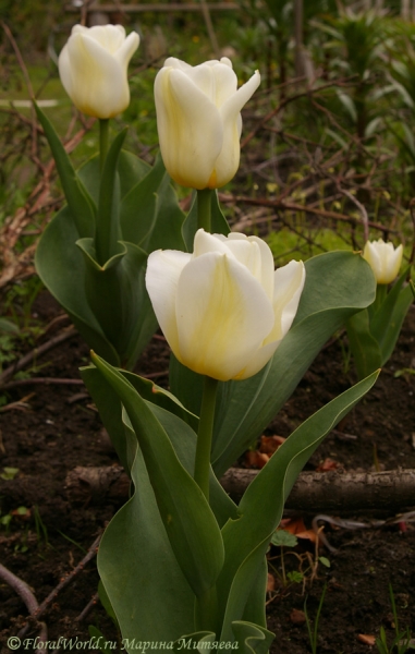 Белые тюльпаны
Ключевые слова: тюльпан весна