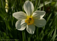 Narcissus_2008-1.jpg