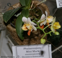 Phalaenopsis_Mini_Mark_1-1.jpg