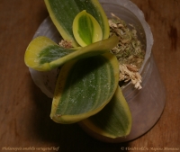 Phalaenopsis_amabilis_variegated_1-4.jpg