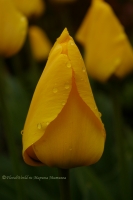 tulipa_2008-7.jpg