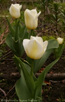 tulipa_alba_2008-3.jpg