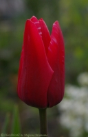 tulipa_red_2008-1.jpg