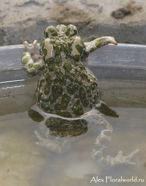 Зеленая жабка (Bufo viridis)
Ключевые слова: Зеленая жаба Bufo viridis