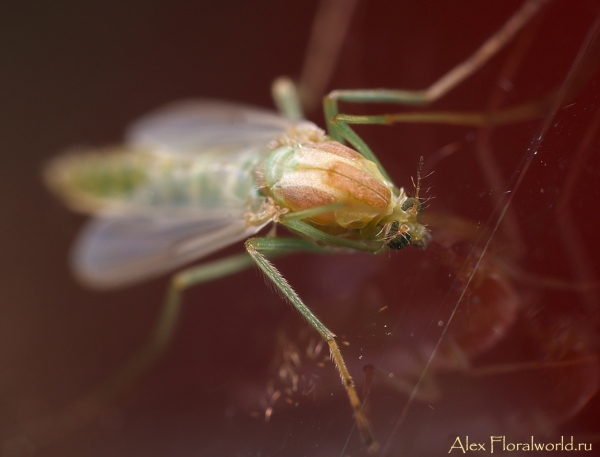 Комарик
Ключевые слова: комар фото