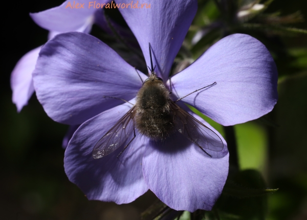 Жужжало (Bombylius) на цветке флокса
Ключевые слова: жужжало Bombylius цветок флокс
