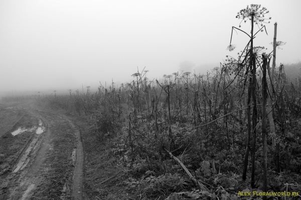 Борщевики, дорога, поздняя осень
Ключевые слова: борщевик грязь дорога осень туман