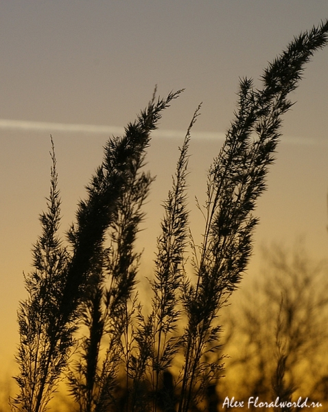 Сухая трава в закатном солнце
Ключевые слова: трава стебель осень ноябрь солнце вечер