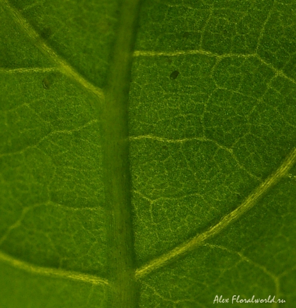 Проводящие пути у молодого листика перца овощного
Ключевые слова: молодой лист перец овощной Capsicum 