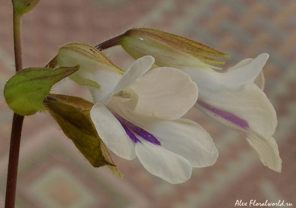 Хирита тамиана
Ключевые слова: хирита тамиана цветки соцветие