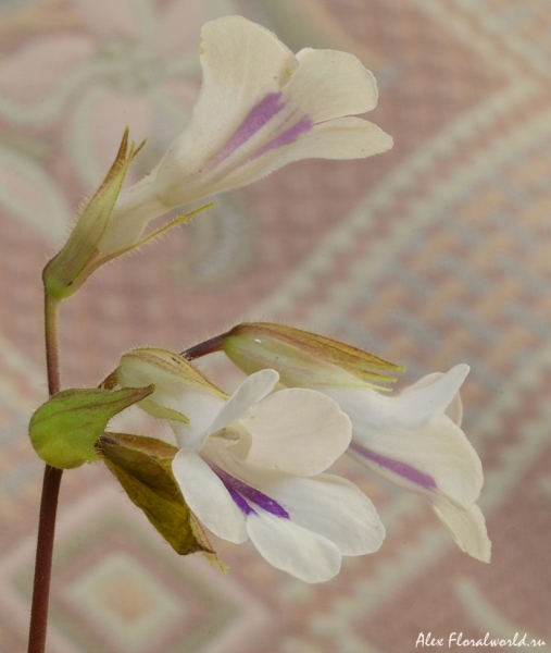Хирита тамиана
Ключевые слова: хирита тамиана цветки соцветие