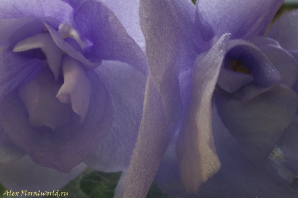 Сенполия, узамбарская фиалка, цветы
Ключевые слова: сенполия узамбарская фиалка цветы