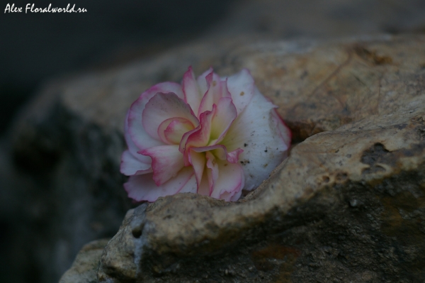 Каменный цветок
Отломался цветок бегонии, и был положен на камень
Ключевые слова: цветок бегония камень