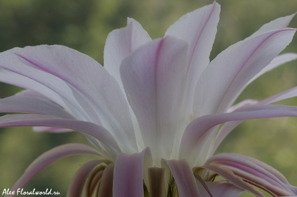 Эхинопсис (Echinopsis), лепестки цветка
Ключевые слова: Эхинопсис Echinopsis лепестки цветок