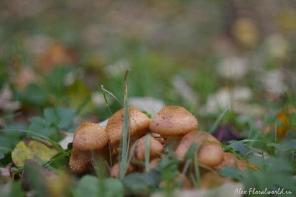 Осенние опята
Ключевые слова: гриб грибы опята опенок осенние осенний