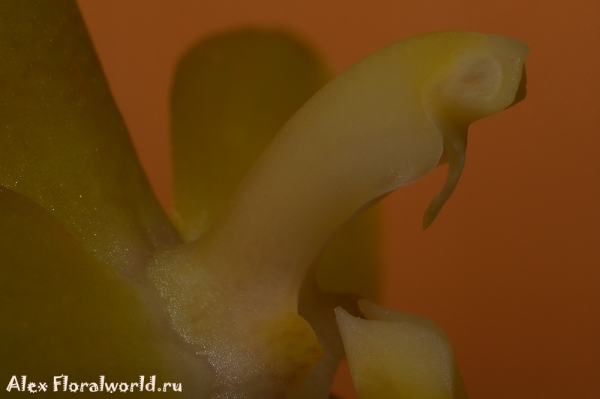 Phalaenopsis cornu-cervi alba x violacea var alba
Ключевые слова: Phalaenopsis cornu-cervi alba violacea var alba