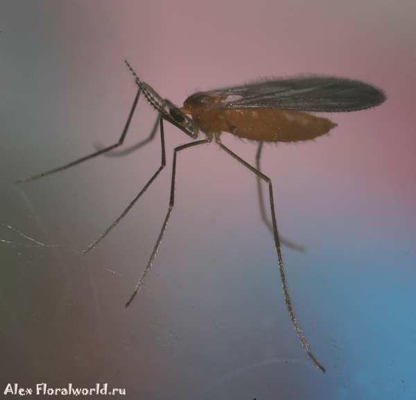 Комар
Ключевые слова: комар фото