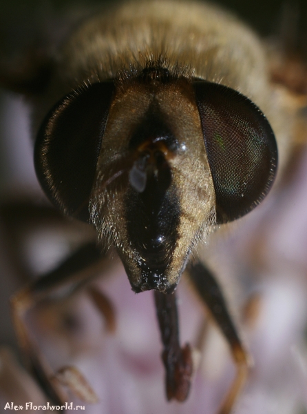 Пчеловидка - Eristalis на луке-слизуне
Ключевые слова: пчеловидка Eristalis лук слизун