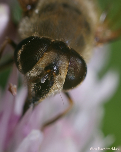 Пчеловидка - Eristalis на луке-слизуне
Ключевые слова: пчеловидка Eristalis лук слизун