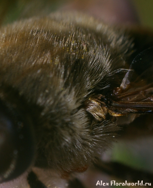 Пчеловидка - Eristalis 
Ключевые слова: пчеловидка Eristalis 