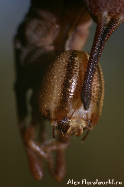 Вилохвост буковый - Stauropus fagi (L.)
Ключевые слова: Вилохвост буковый Stauropus fagi