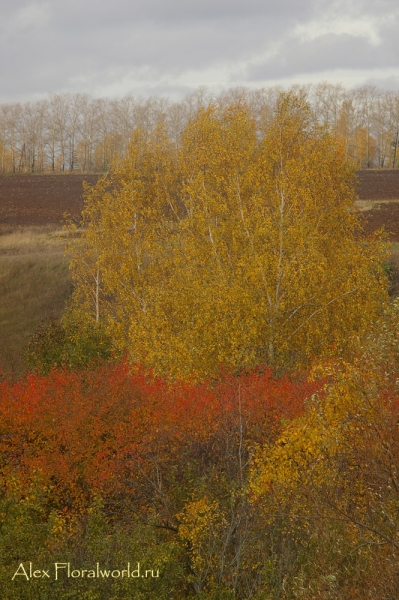Осень
