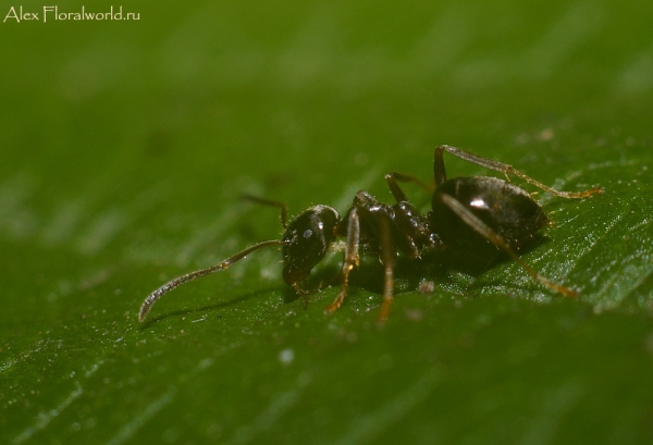 Черный садовый муравей на листе малины
Ключевые слова: муравей фото