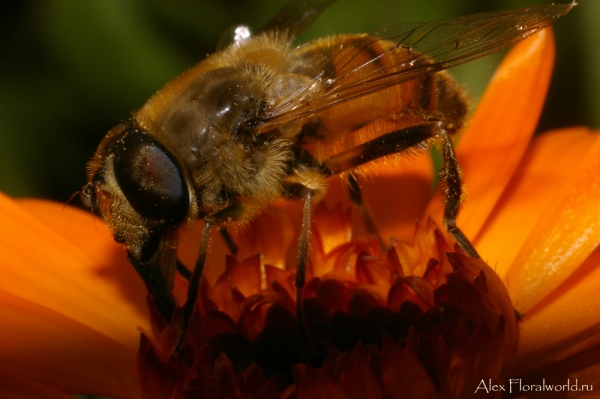Цветочная муха на цветке календулы
Ключевые слова: календула цветок муха