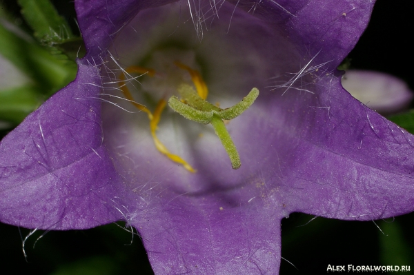 Колокольчик (Сampanula trachelium), цветок
Ключевые слова: колокольчик campanula trachelium цветок макро 