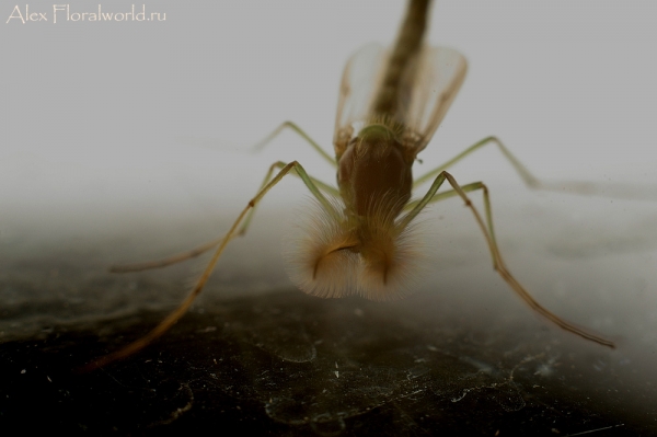 Комар-звонец
Ключевые слова: комар звонец фото макро
