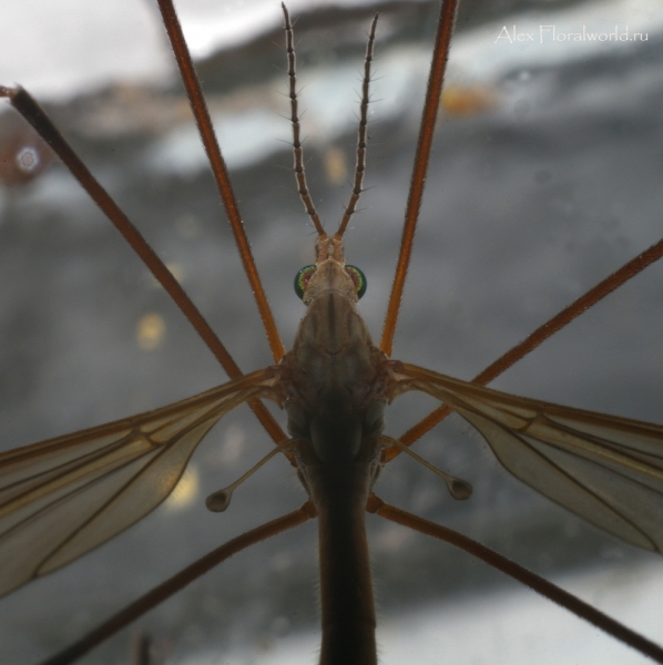 Комар-долгоножка
Ключевые слова: комар долгоножка