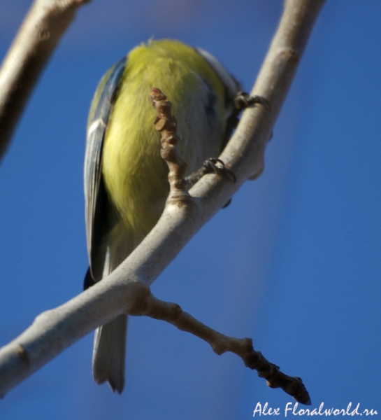 Лазоревка, или зеленая, или голубая лазоревка (Parus caeruleus)
Ключевые слова: Лазоревка зеленая голубая Parus caeruleus