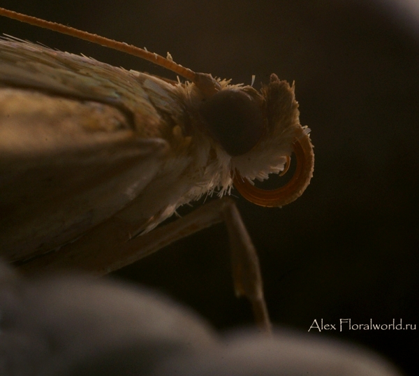 Профиль ночной бабочки
Ключевые слова: ночная бабочка фото макро