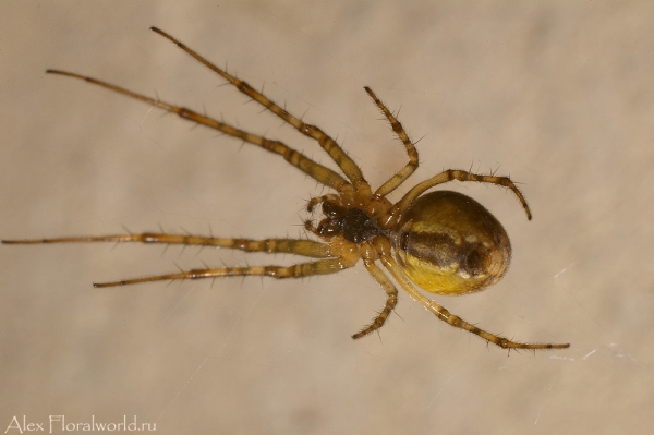 Домовой паук
Ключевые слова: домовой паук фото макро