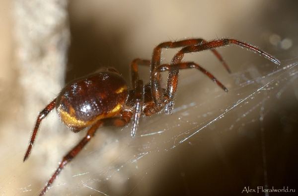 Паук, типа домашнего паука
Ключевые слова: паук паутина фото макро