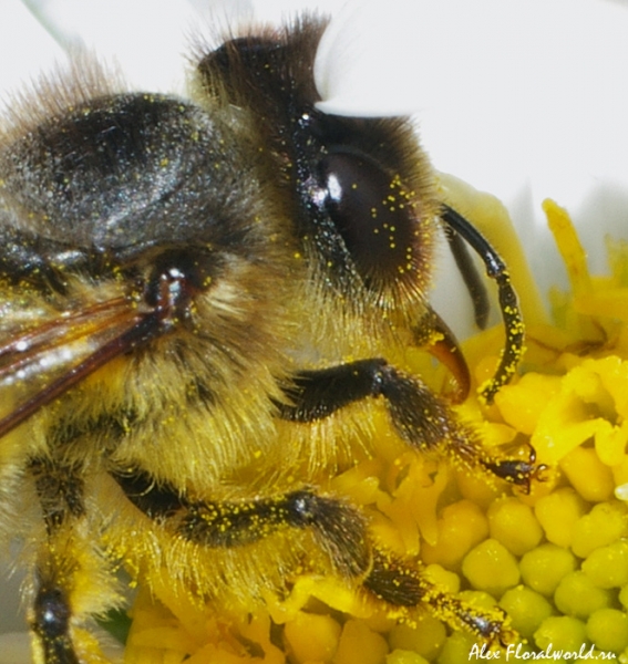 Пчела на цветке многолетней астры. 
Ключевые слова: пчела хъоботок цветок астра