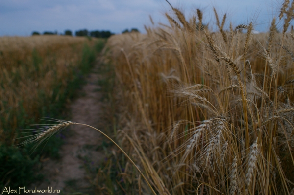 Пшеничное поле
Ключевые слова: поле лето