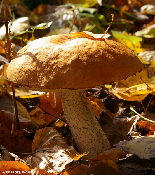 Подосиновик
Ключевые слова: гриб подосиновик осень