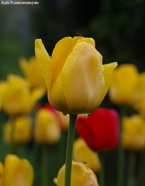 Тюльпан после дождя
Ключевые слова: тюльпан весна дождь