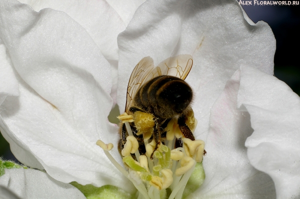 Осмотр пчелой цветка яблони
Ключевые слова: пчела веток яблоня