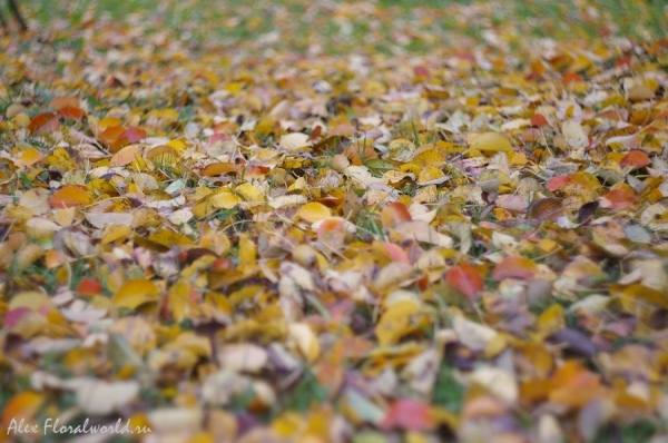 Опавшие листья груши и вишни
Ключевые слова: груша вишня лист осень