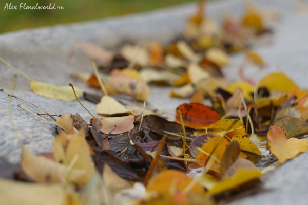 Опавшие листья груши на рубероиде
Ключевые слова: груша вишня лист осень