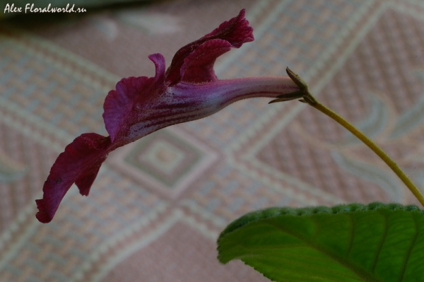 Стрептокарпус "Phoebe"
Ключевые слова: стрептокарпус растение цветок